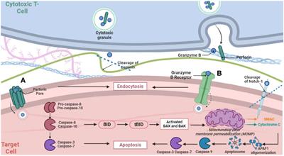 Reassessing granzyme B: unveiling perforin-independent versatility in immune responses and therapeutic potentials